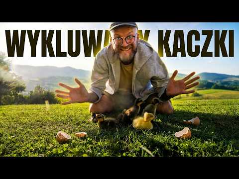 Czy damy radę z hodowlą kaczek? Zaczynamy!